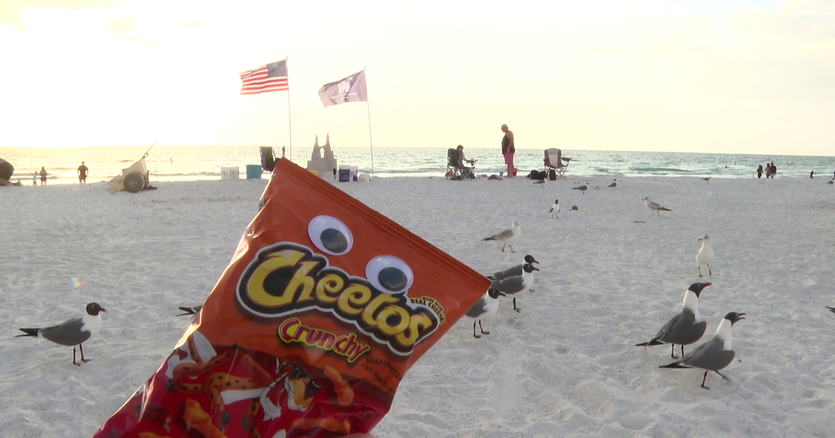 Florida seagull experiment: Do googly eyes really keep birds away from food?