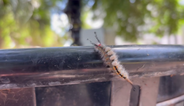 Look, but don’t touch! What to know about tussock moth caterpillars