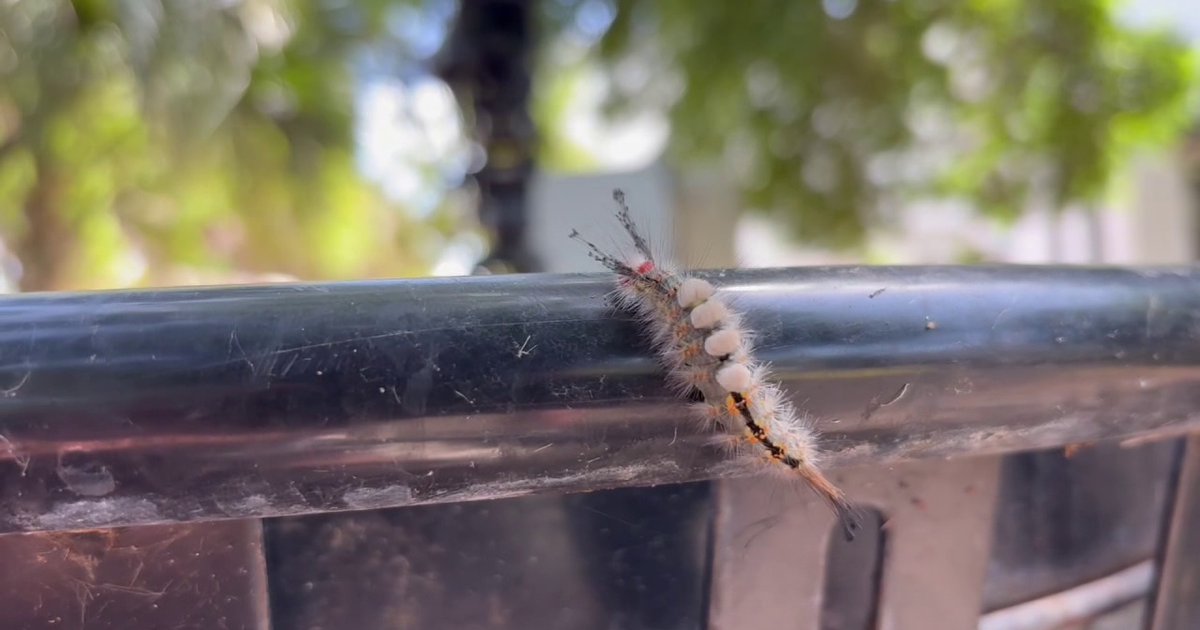 Look, but don’t touch! What to know about tussock moth caterpillars
