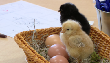 Tampa preschoolers use 'hands-on learning' quite literally during embryology project on chickens