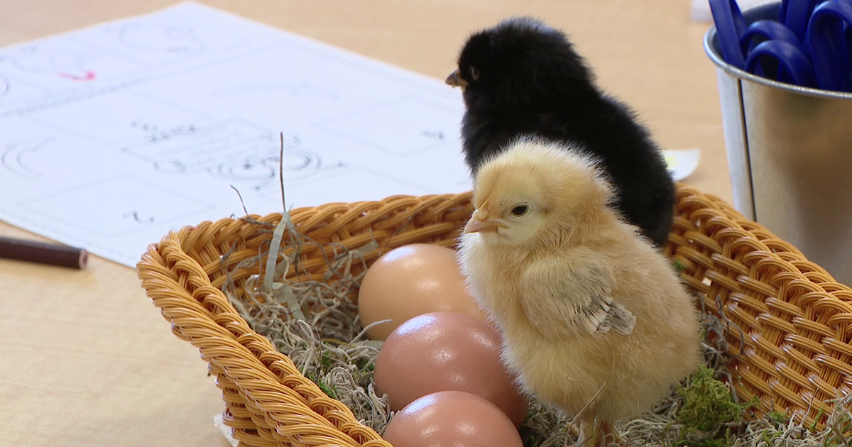 Tampa preschoolers use 'hands-on learning' quite literally during embryology project on chickens