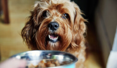 A charitable effort to help pet owners feed their furry family members during financially challenging times is changing some of its policies after its fingers were bitten one too many times.