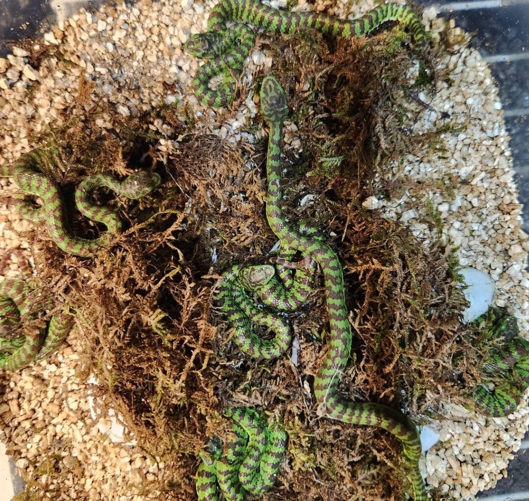 A view from above of the history-making hatching of 14 rare Philippine pit vipers at the Jacksonville Zoo and Botanical Gardens.