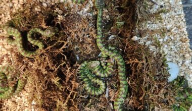 A view from above of the history-making hatching of 14 rare Philippine pit vipers at the Jacksonville Zoo and Botanical Gardens.
