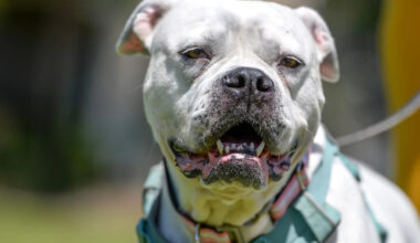 Yahoo lifestyle home