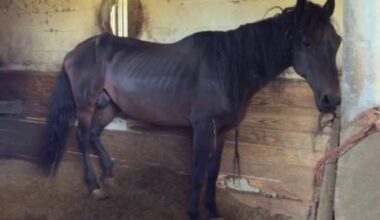 Nearly 70 horses seized from Central Florida rescue during abuse case