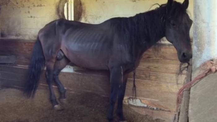 Nearly 70 horses seized from Central Florida rescue during abuse case