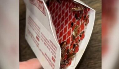 Jacksonville mom disputes $2K lease charge after roach-infested unit fails inspection