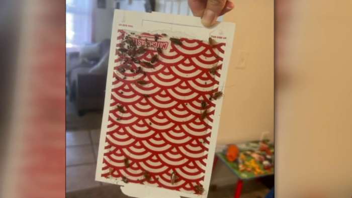 Jacksonville mom disputes $2K lease charge after roach-infested unit fails inspection