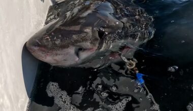 Female great white shark pings near the Florida panhandle