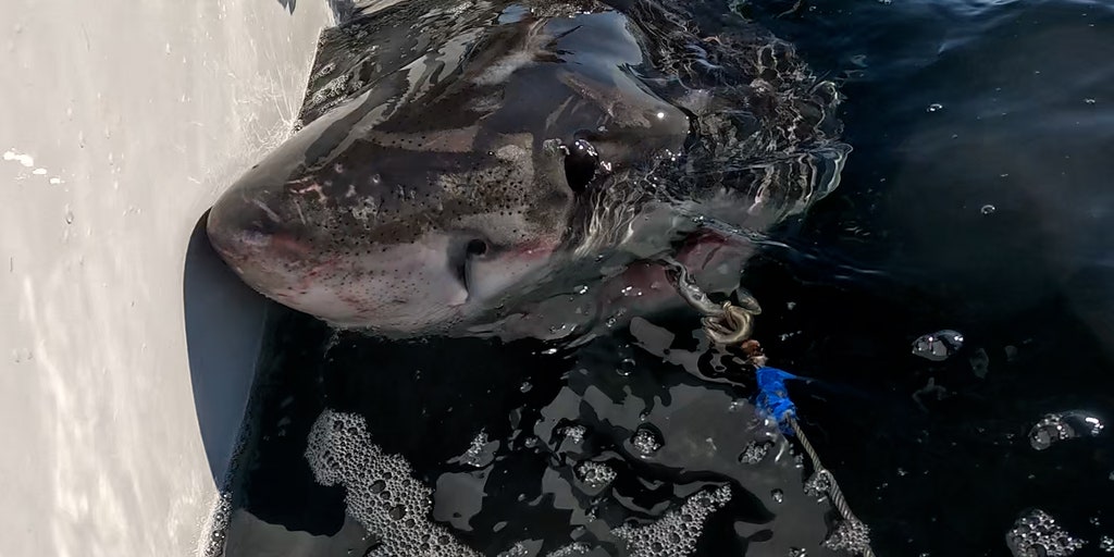 Female great white shark pings near the Florida panhandle