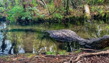 Buddy, the largest alligator at Gatorland, has died