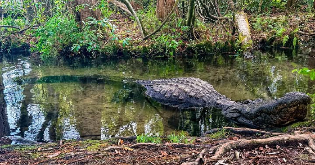 Buddy, the largest alligator at Gatorland, has died