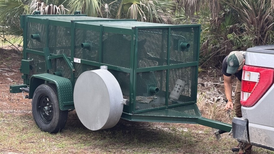 A nuisance animal trapper prepares a bear for transport. The animal was trapped on the Florida Gulf Coast University campus after reports of it getting into garbage containers. The animal is being taken to a rural location in Collier County.