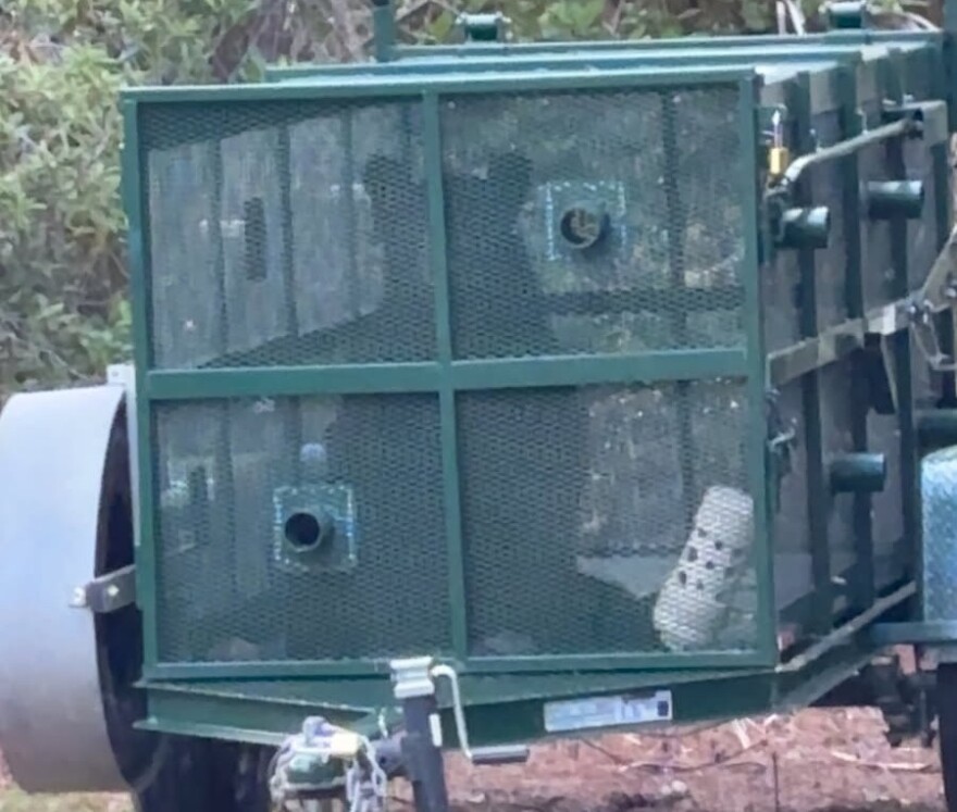 A young, male black bear was trapped on the FGCU campus Thursday. The animal was reported for getting into garbage containers.
