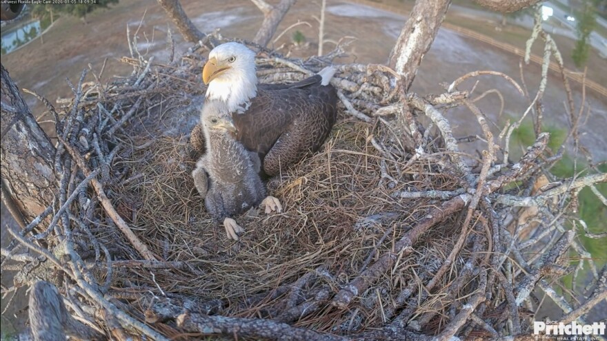 F23 with E26 in January. A eagle carcass was found not far from the nest on Friday. Authorities are trying to determine if the dead eagle is F23, who has been missing since earlier Friday from the Bayshore Road nest she shares with mate M15.