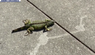 Tampa school librarian spots rare green iguana near campus: 'I just froze'