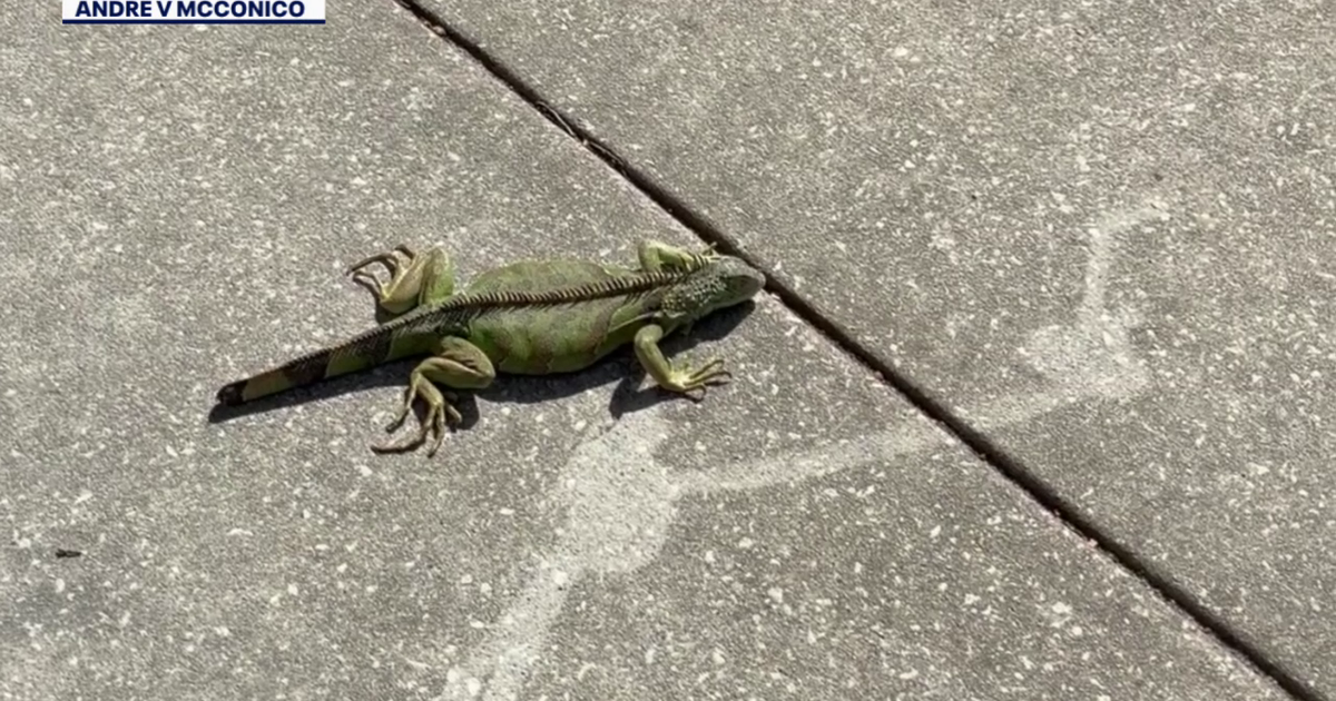 Tampa school librarian spots rare green iguana near campus: 'I just froze'