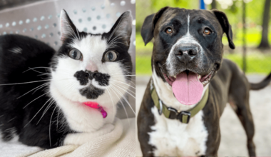 Ziva and Mack at Broward County Animal Care Seek Loving Homes • Coral Springs Talk