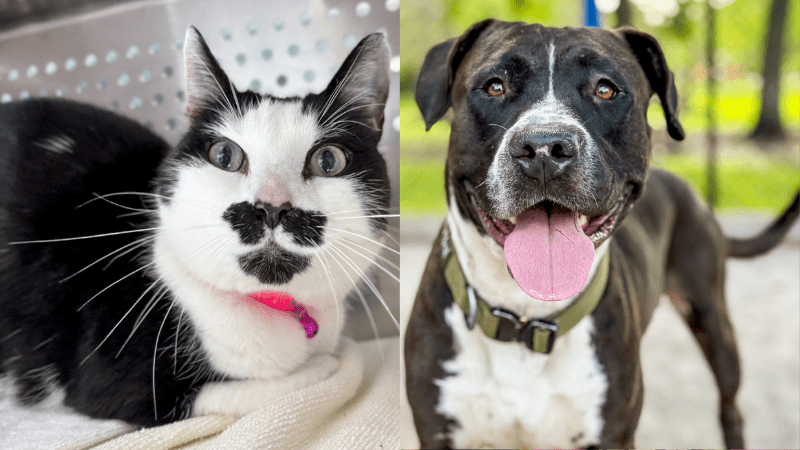 Ziva and Mack at Broward County Animal Care Seek Loving Homes • Coral Springs Talk