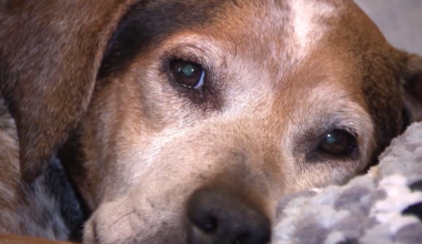 Florida family warns of AI scam targeting owners of missing pets