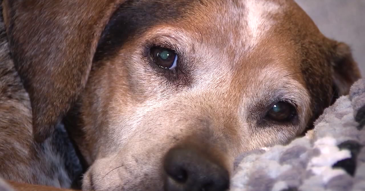 Florida family warns of AI scam targeting owners of missing pets