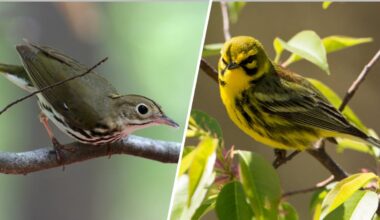 How to save migrating birds in Miami by turning out the lights – NBC 6 South Florida