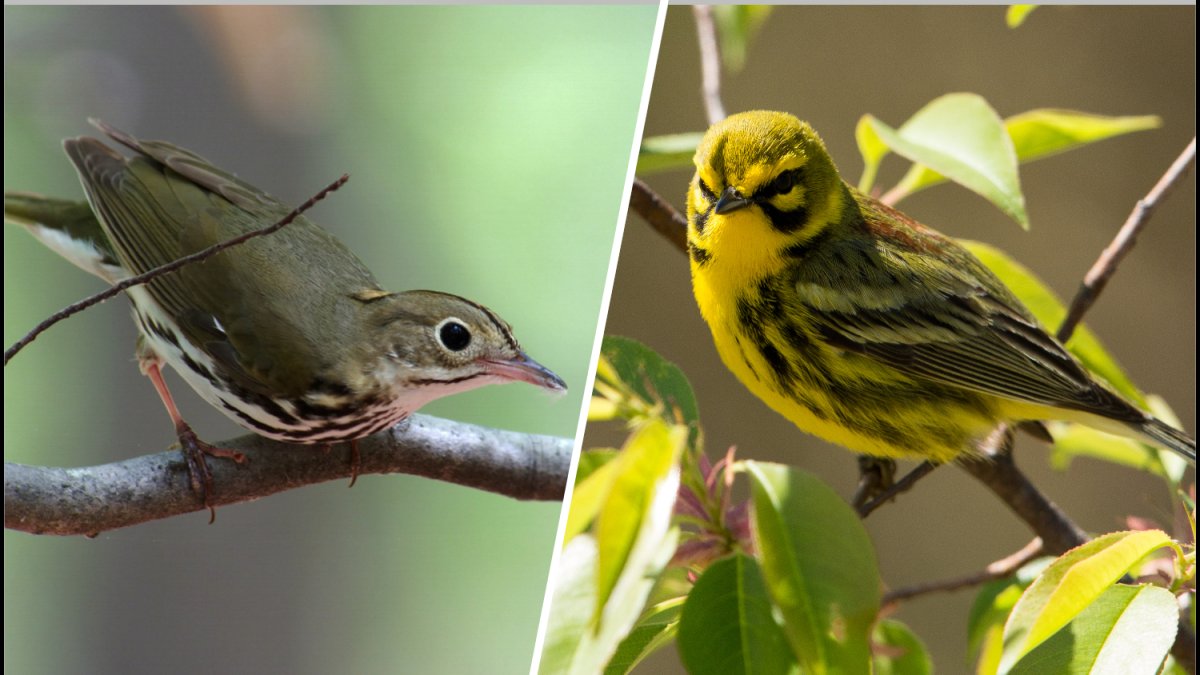 How to save migrating birds in Miami by turning out the lights – NBC 6 South Florida
