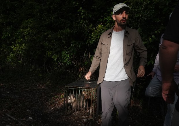 A.J. Sanjar emerges from the woods with an opossum caught in a trap on Wednesday, April 15, 2026, at the Crocodile Lake National Wildlife Refuge in Key Largo. (Joe Cavaretta/South Florida Sun Sentinel)