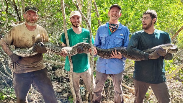Jeremy Dixon of the U.S. Fish and Wildlife Service, along with North Carolina Museum of Natural Sciences research technicians Brandon McDonald, Isaac Lord and Joe Redinger hold the 12-foot-long 66-pound female invasive Burmese python that they discovered after it killed and ate an opossum they were tracking.