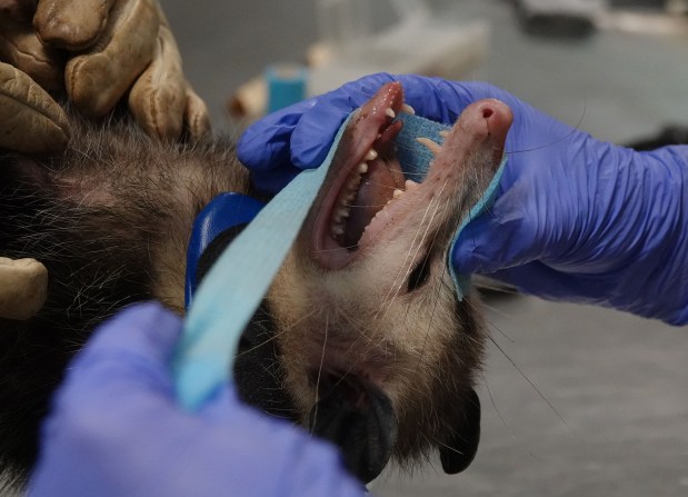 A trapped opossum is restrained for the placement of a radio collar on Wednesday, April 15, 2026, at the Crocodile Lake National Wildlife Refuge in Key Largo. (Joe Cavaretta/South Florida Sun Sentinel)