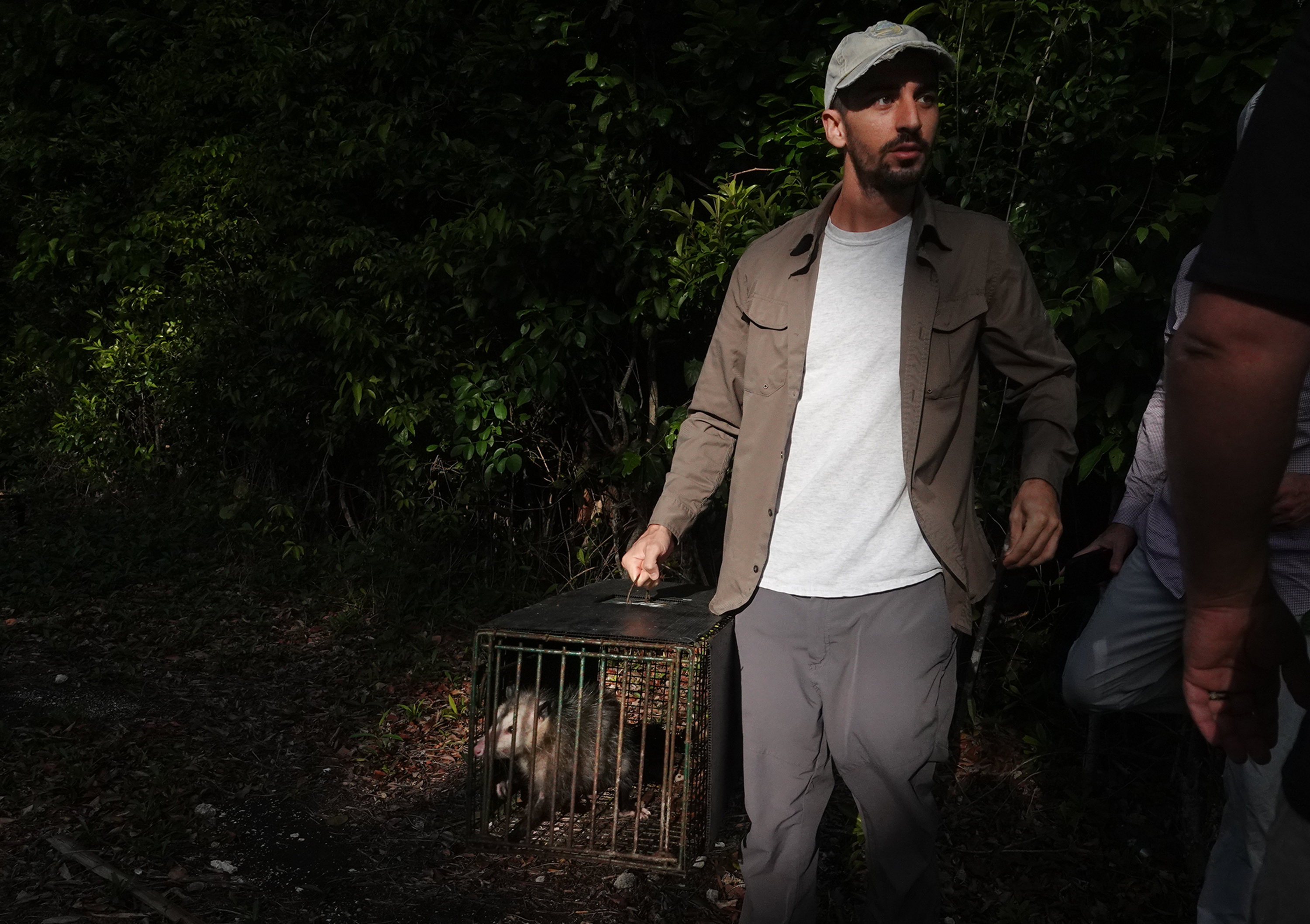 A.J. Sanjar prepares to release a collared possum in the woods from which it was captured on Wednesday at the Crocodile Lake National Wildlife Refuge in Key Largo. (Joe Cavaretta/South Florida Sun Sentinel)