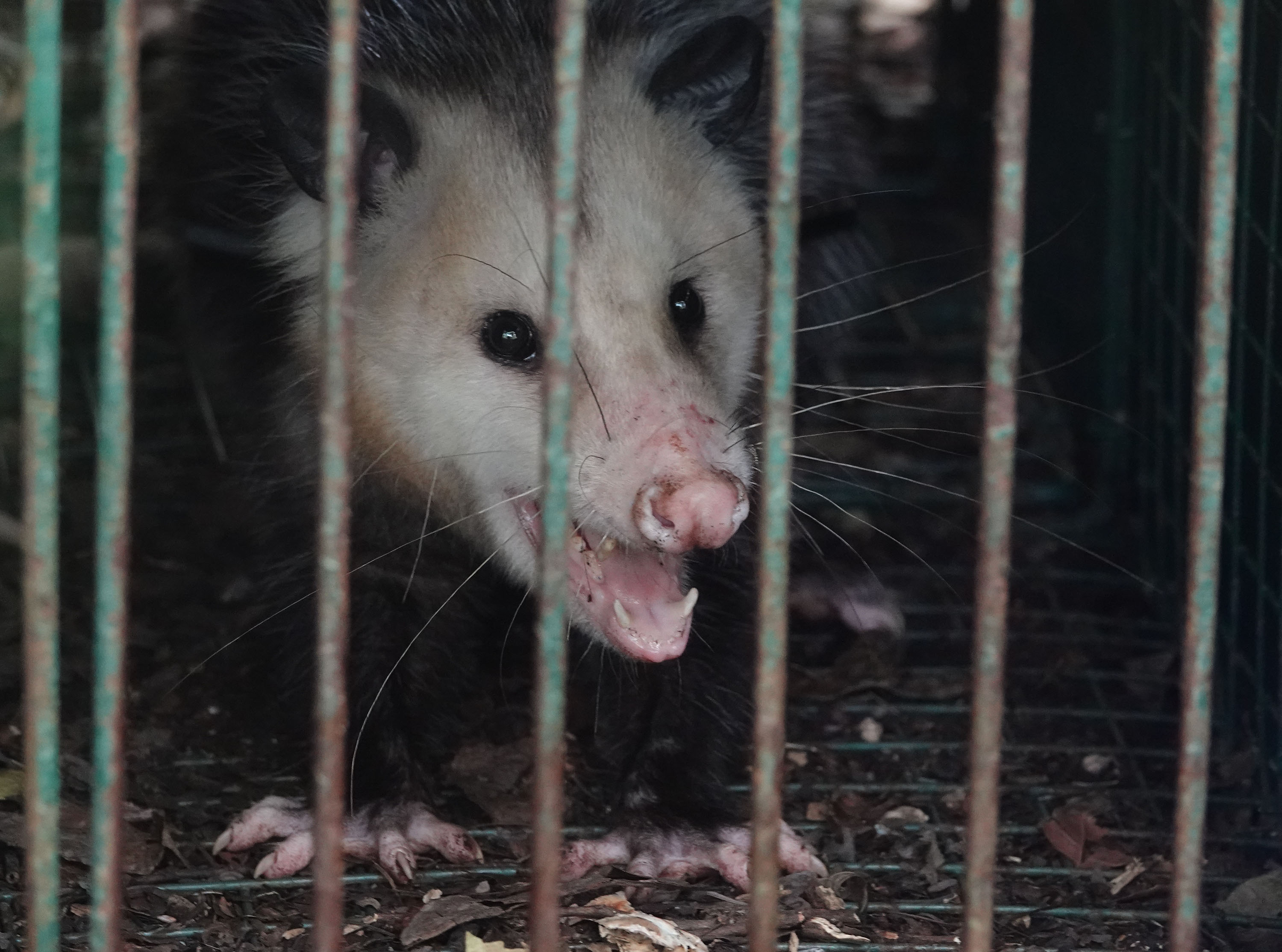 A trapped possum is seen on Wednesday at the Crocodile Lake National Wildlife Refuge in Key Largo. (Joe Cavaretta/South Florida Sun Sentinel)