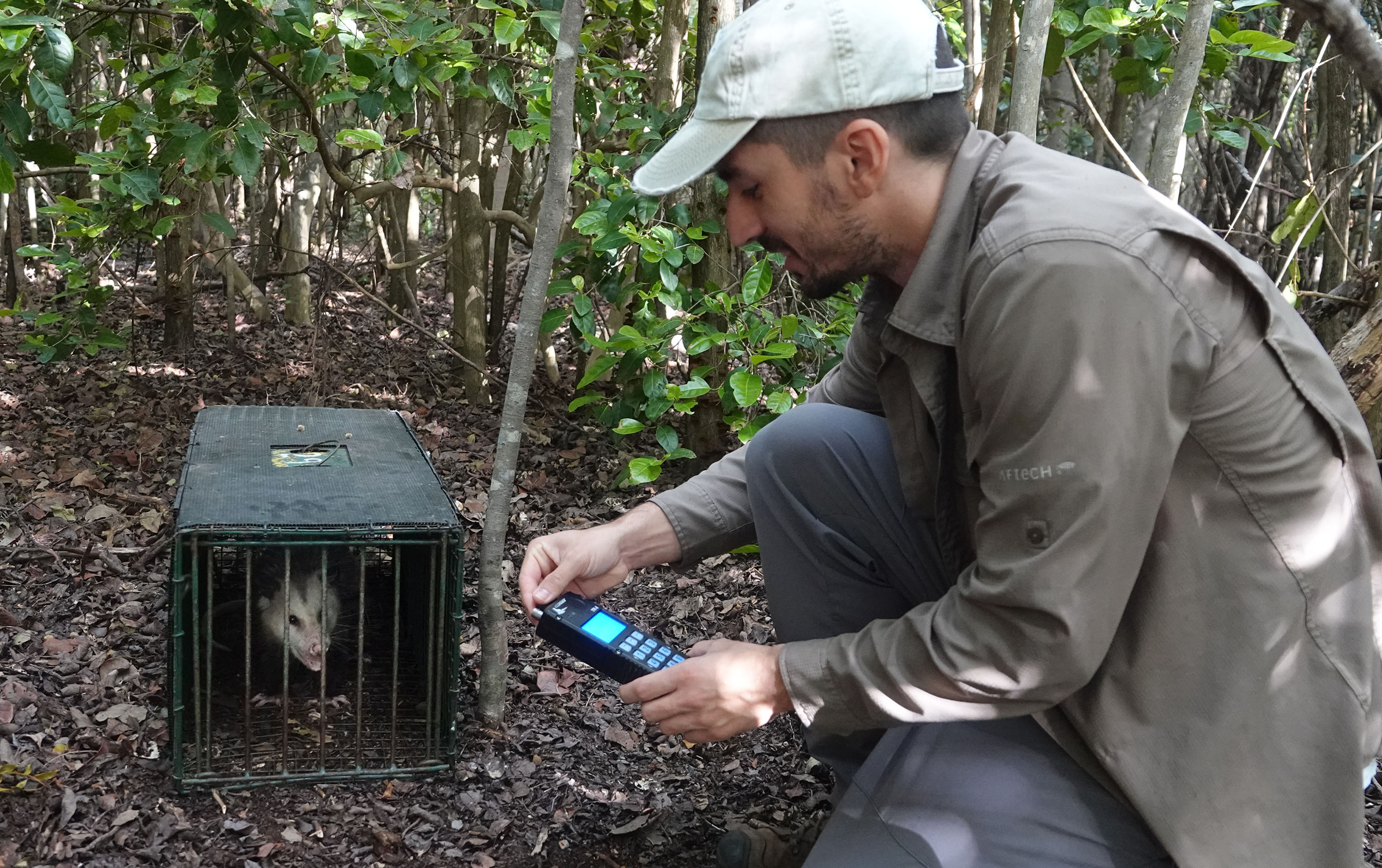 A.J. Sanjar reads information from a trapped possum that had...