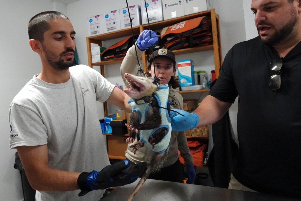 How possums become weapons in war against Burmese pythons