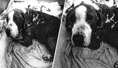 Man arrested after pet dog Thor had to be euthanized, Lauderhill Police say – NBC 6 South Florida
