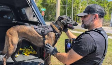 This Florida dog isn’t looking for drugs or bombs