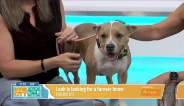 Leah will love your Furever Home