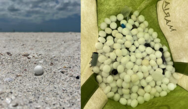 Hundreds of mothballs illegally scattered on Florida beach