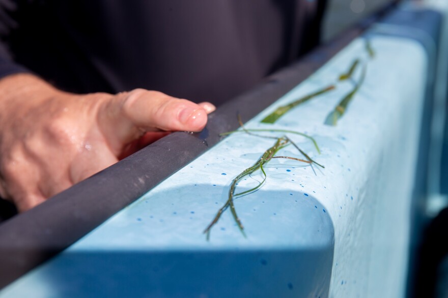 Man pointing to seagrass on the bow of a boat