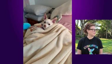 ‘I cried for half an hour:’ Domestic abuse survivor reunited with dog at Harbor House finds healing