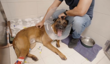 Fort Lauderdale K-9 shot by burglary suspect recovering after surgery, police say – NBC 6 South Florida
