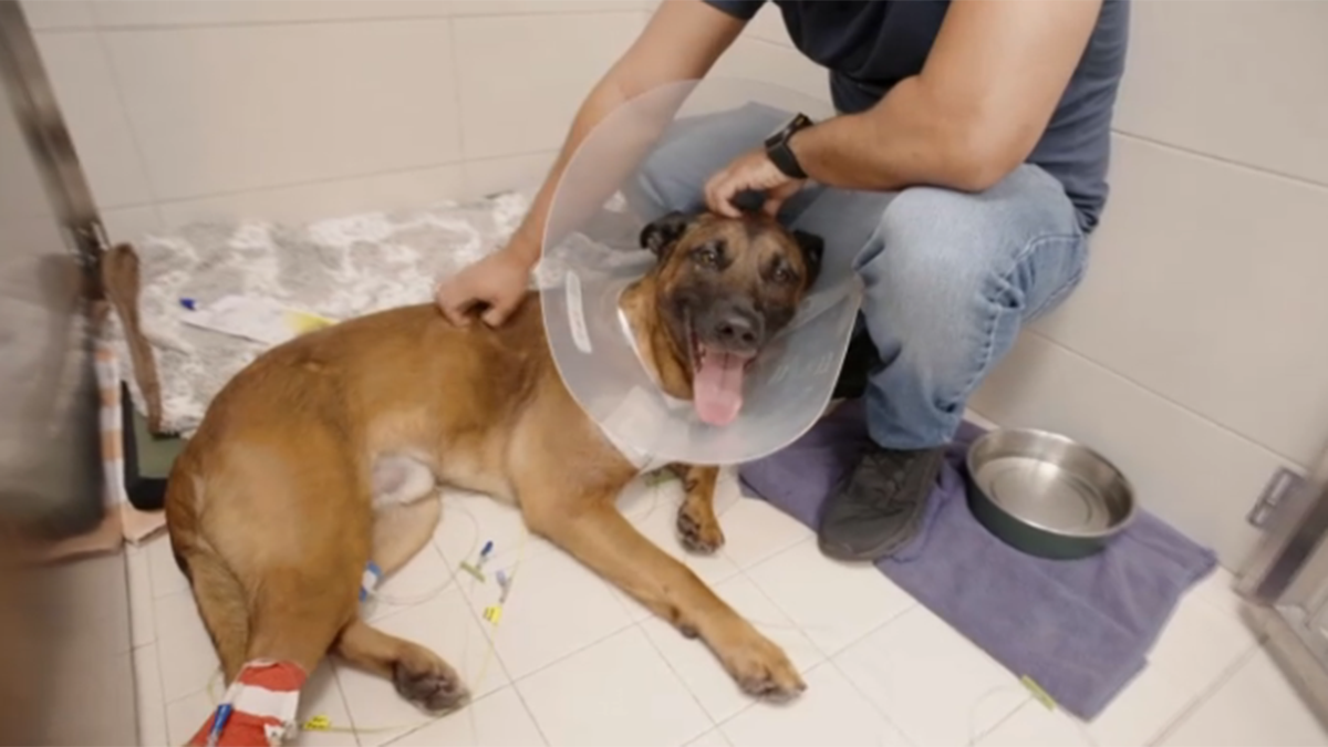 Fort Lauderdale K-9 shot by burglary suspect recovering after surgery, police say – NBC 6 South Florida
