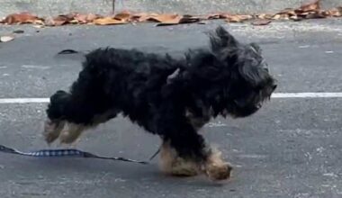 Man and man’s best friend attacked in Orange County