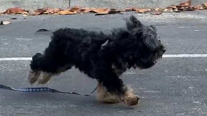 Man and man’s best friend attacked in Orange County
