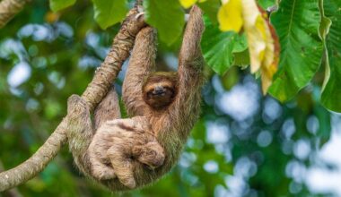 Sloth World Orlando faces scrutiny after 31 animal deaths in short period