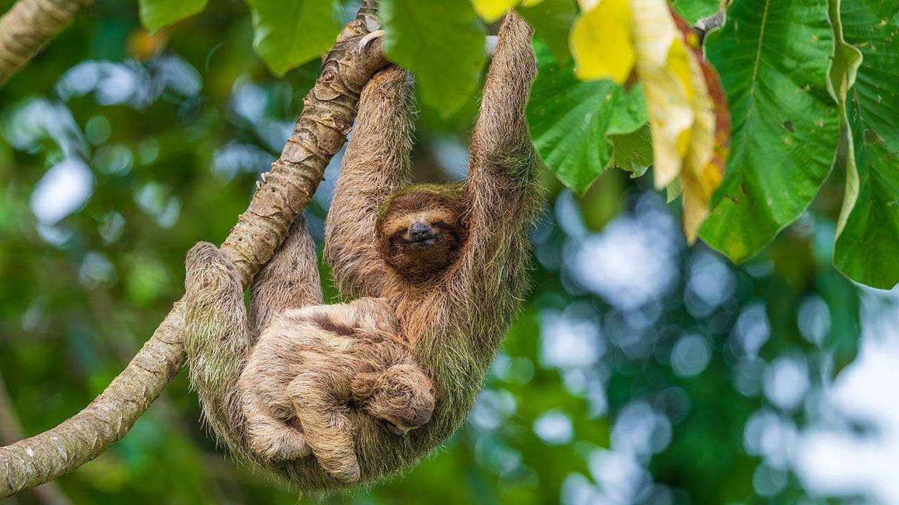 Sloth World Orlando faces scrutiny after 31 animal deaths in short period