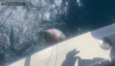 Father, son reel in 10-foot great white off Florida coast in rare catch