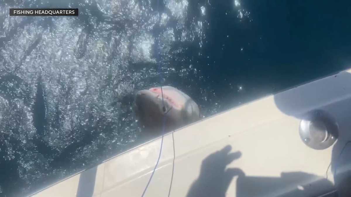 Father, son reel in 10-foot great white off Florida coast in rare catch