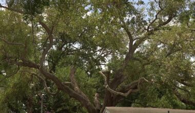 2024 hurricanes wiped out years of growth for Tampa’s tree canopy: Study
